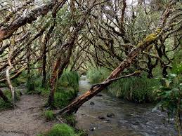 Bosques de Polylepis o El Colorado